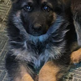 German Shepherds from T & T Kennels