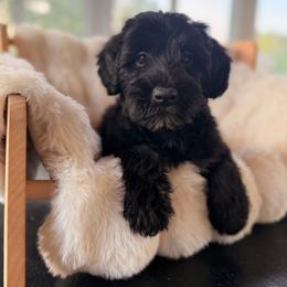 Bella - Black and white female Sheepadoodle puppy in North Royalton, Ohio from Johnson's Doodles