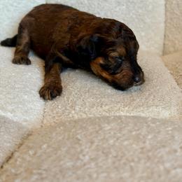 Shakira - Phantom female Goldendoodle puppy in Twin Falls, Idaho from Burrow & Bone