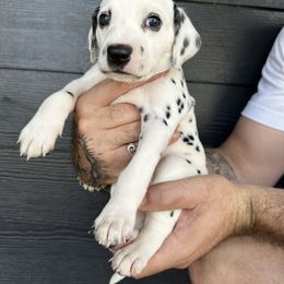 Oyster female - White and black Dalmatian puppy in Tampa, Florida from Black House Dalmatian