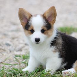 Cardigan Welsh Corgi and Pembroke Welsh Corgi Puppies from QueenE Corgi Farm