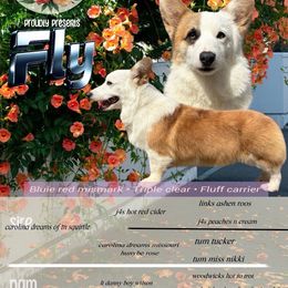 Fly - Pembroke Welsh Corgi
