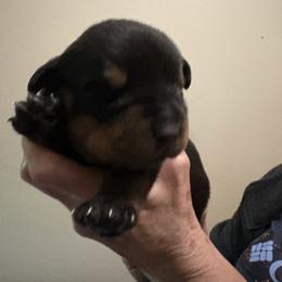 Baby boy - Black and mahogany male Rottweiler puppy in Colorado Springs, Colorado from Von Locher Rotties