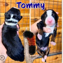 Tommy - Tri-color male Bernedoodle puppy in Banner Elk, North Carolina from Walnut Tree Bernedoodles