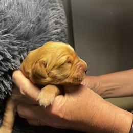 Golden Retriever Puppies from Personalized Dog Training - Windisch Goldens