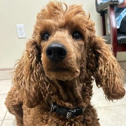 Katie - Poodle