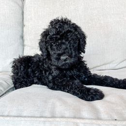 Goldendoodle Puppies from AZ Desert Doodles