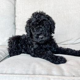 Goldendoodle Puppies from AZ Desert Doodles
