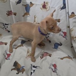 Abe - Blue collar - Red male Miniature Pinscher puppy in Ethridge, Tennessee from Liberty Hill Farm
