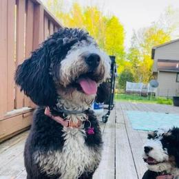 MacKenzie - Bernedoodle