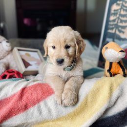 Golden Retriever Puppies from TaylerMade Goldens