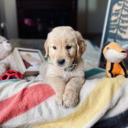Golden Retriever Puppies from TaylerMade Goldens