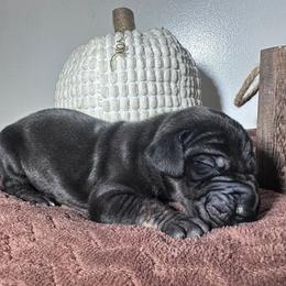 Great Dane Puppies from North Cedar Danes