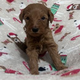 Ruby - Apricot female Goldendoodle puppy in Centralia, Missouri from Oodles Of Doodles Mo.