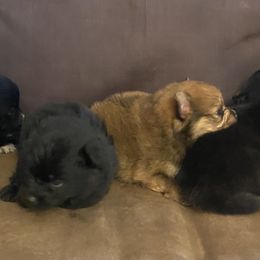 Pomeranian puppies from Azur Pomeranians