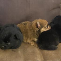Pomeranian puppies from Azur Pomeranians
