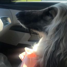 Afghan Hounds from Breckons Afghan Hounds
