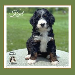 KENT - Tri-color male Bernedoodle puppy in Branchland, West Virginia from Our Appalachian Doodles
