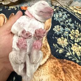 Light pink - Cream female Poodle puppy in Groveland, Florida from Feathers and Hooves Buckley Farms