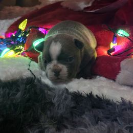 Boston Terrier Puppies from Aronow pups