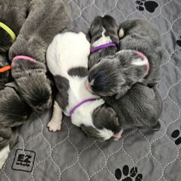 Girl1 - White and gray female Newfoundland puppy in Ohio from Vermillion Newfoundlands