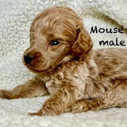 Mouse - apricot - Red  male Poodle puppy in Peyton, Colorado from Fuzzybottoms Ranch LLC