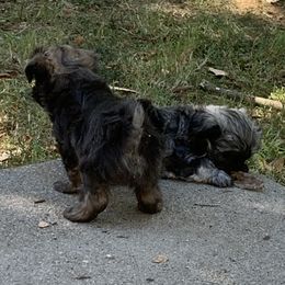 Havanese Puppies from Havanese If You Please