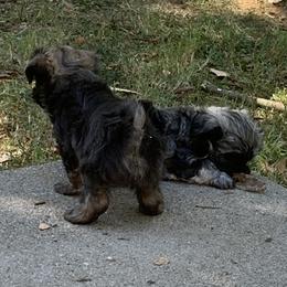 Havanese Puppies from Havanese If You Please