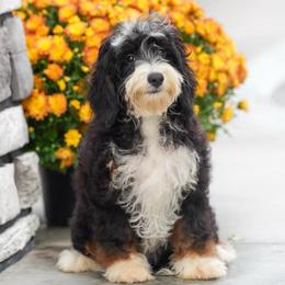 Oregon - Tri-color female Bernedoodle puppy in Dundee, Ohio from Down Home Doodle