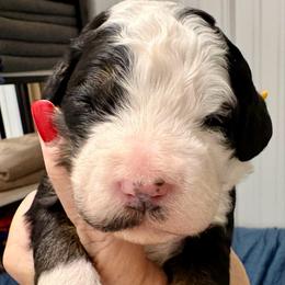 Yellow collar girl - Tri-color female Bernedoodle puppy in Lake, Michigan from 3 King Doodles & Poodles