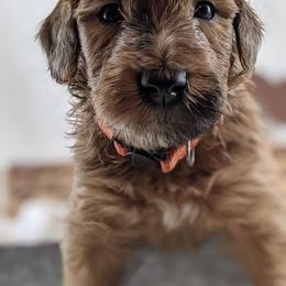 Cavapoo and Whoodle Puppies from Gardner Lane Puppies