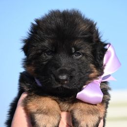 Kiwi - Black and red German Shepherd puppy in Azle, Texas from Nuckol's Canines German Shepherds