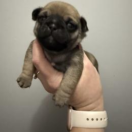 Gandalf - Fawn male Pug puppy in Ludowici, Georgia from Royal Destiny Kennels