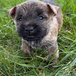 Sparky - Red brindle male Cairn Terrier puppy in St. Joseph, Missouri from Stone & Thistle Cairn Terriers