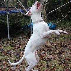 Frayah - Dogo Argentino