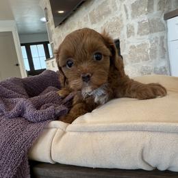 Bernedoodle, Cavapoo, Havanese, and Havapoo Puppies from Lady Paws Puppies - Cassie