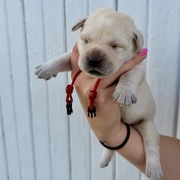 Red - Yellow male Labrador Retriever puppy in At Henry, Ohio from Hickory Creek Labs