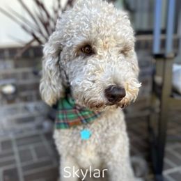 Skyler - Goldendoodle