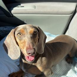 Ruby - Dachshund