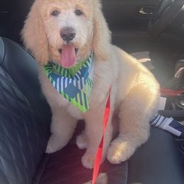 Goldendoodles from Blessed and Graced Goldendoodles of Texas