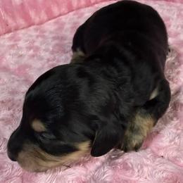 Zion - Black and cream male Dachshund puppy in Salem, Oregon from Longdox Mini Dachshunds