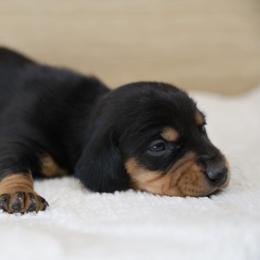 Billy - Black and cream male Dachshund puppy in Jurupa Valley, California from Divine Doxies