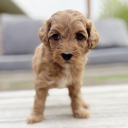 Cassiopeia (gold collar) - Apricot female Goldendoodle puppy in Twin Falls, Idaho from Magic Valley Family Doodles