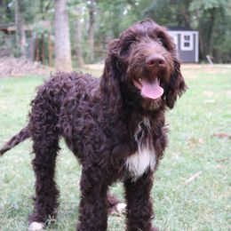 Goldendoodle and Labradoodle Puppies from Endless Pawsabilities Breeding and Training