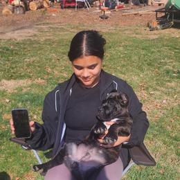 Cane Corso and Yorkshire Terrier Puppies from Exotic Yorkie Imports & Cessna Cane Corso