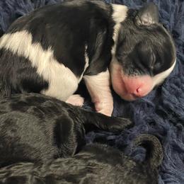 Parker - Black and white male Cavapoo puppy in Lexington, Kentucky from Callaway's Cavaliers