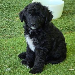 Blaze - Black and white male Aussiedoodle puppy in Windom, Texas from Wild Farm Puppies