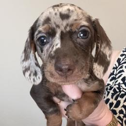 Glory - Chocolate and tan female Dachshund puppy in Wichita Falls, Texas from D&A Doxie Belles