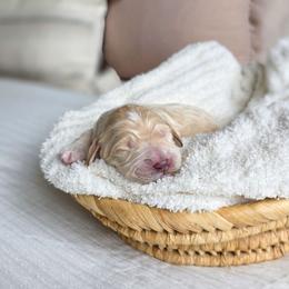 Sage - Apricot male Goldendoodle puppy in Moses Lake, Washington from Macy Meadows Doodles