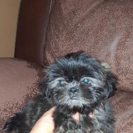 Girl 1 - Silver female Shih Tzu puppy in Birmingham, Alabama from K&D kennels